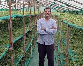 Moringa Leaves Dehydration