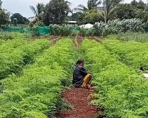 Moringa Farming