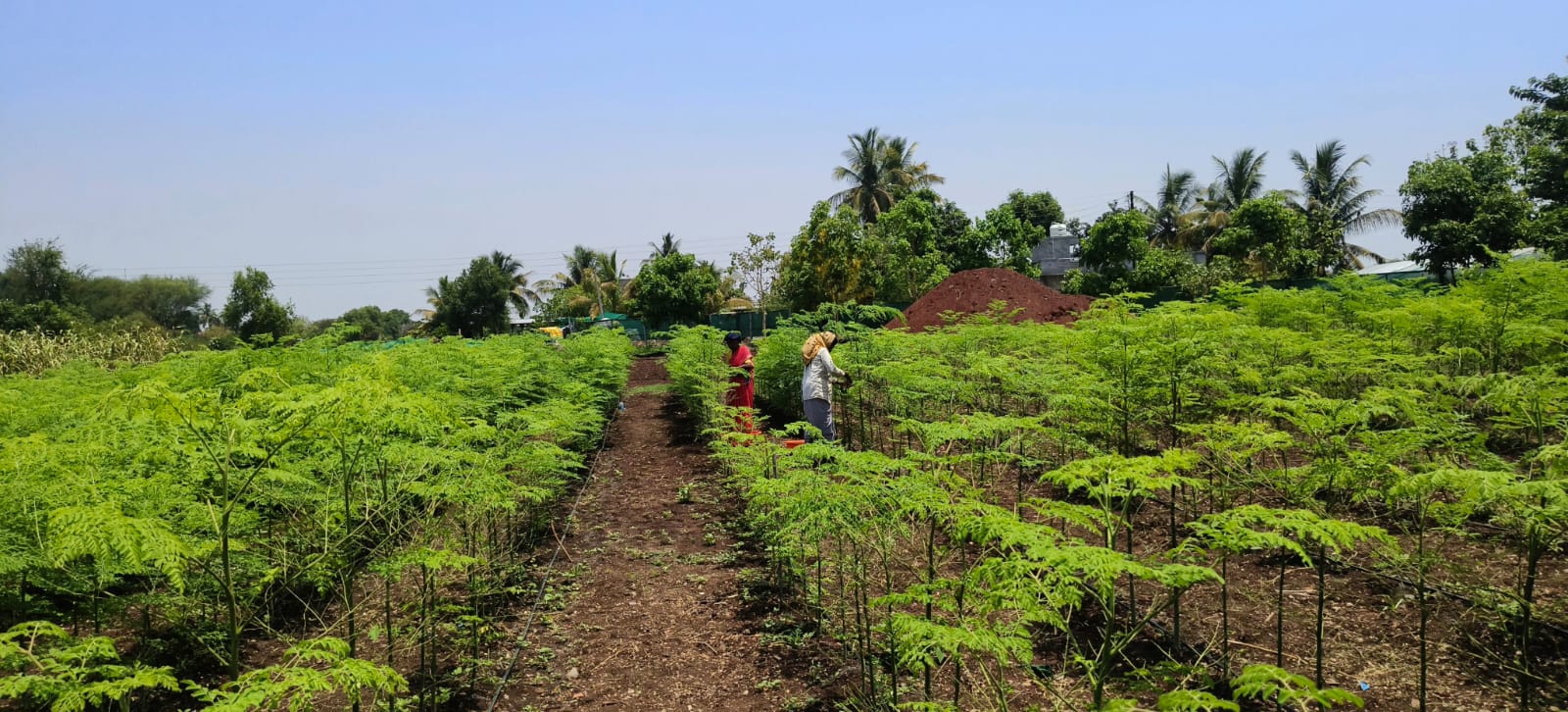 Moringa-Leaf-Powder-farm