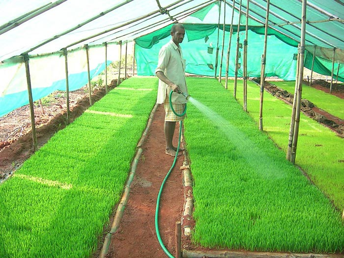 
Harvesting of Wheatgrass