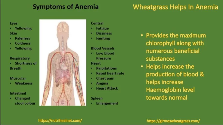 Wheatgrass Powder In Anemia