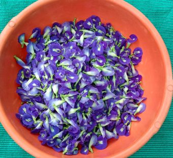 Blue Pea Flowers