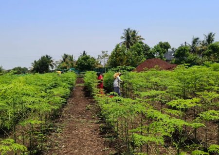Moringa farm